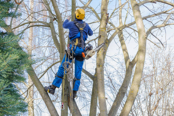 How Our Tree Care Process Works  in  Clarence, IA