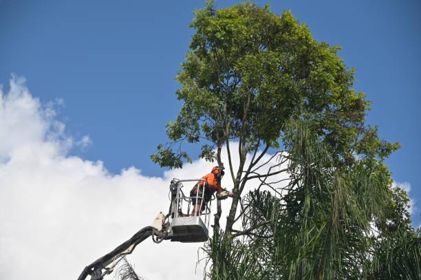 Best Tree Preservation Services  in Clarence, IA